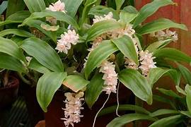 Pholiodota imbricata, Rattlesnake orchid, Overlapping Shingle Orchid, Necklace Orchid 3 to 5 bulb bare root divisions