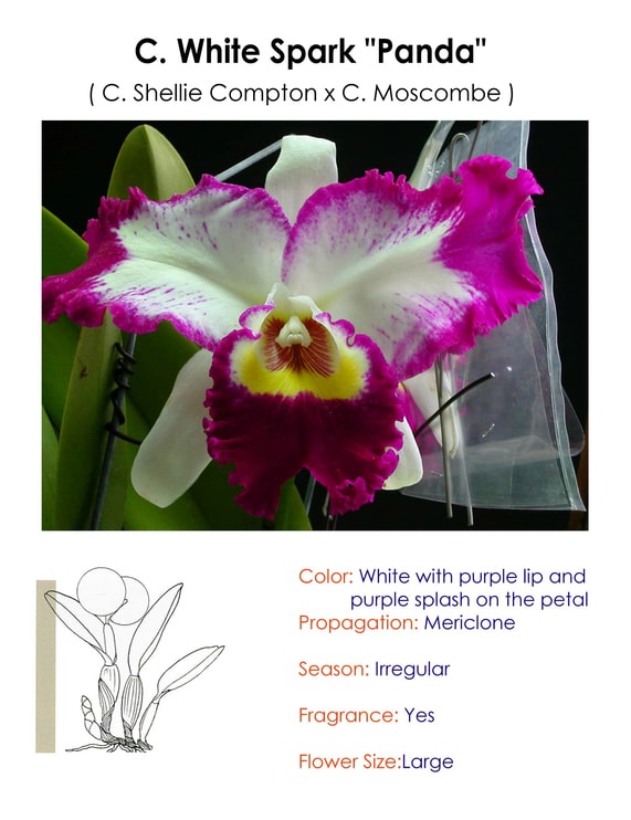 C. White Spark "Panda" Blooming size