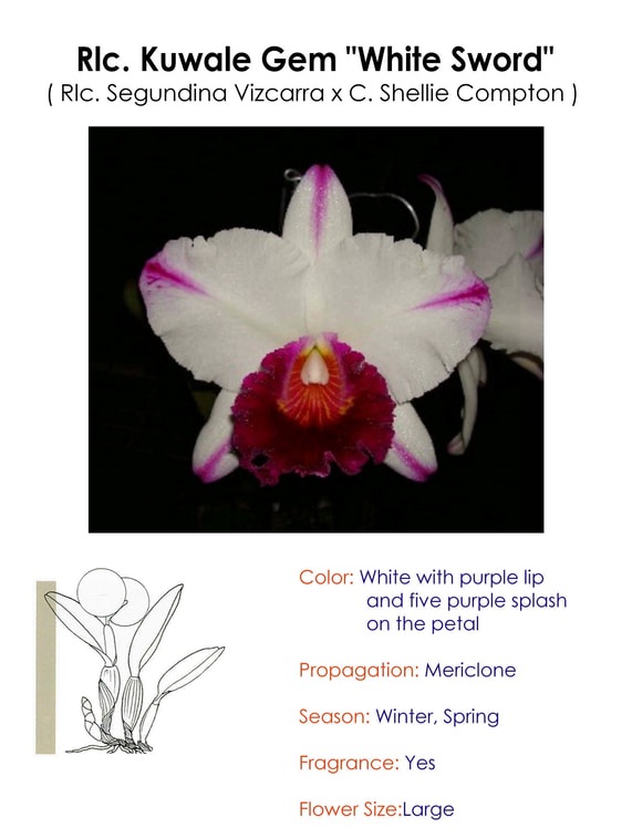 RLC Kuwale Gem "White Sword"