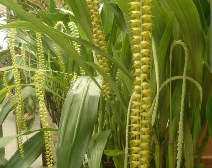 Orchid Dendrochilum magnum, Ceologyne magna