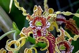 Dendrobium spectabile blooming size orchid