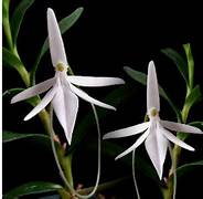 Jumellea comorensis nbs
