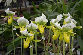 Orchid Paphiopedilum Maudiae